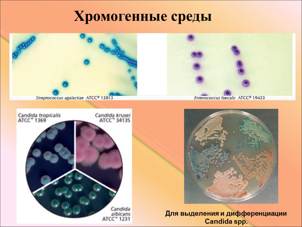 Хромогенные среды Для выделения и дифференциации Candida spp.